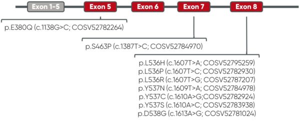 ESR1 Reference Set 1% AF cfDNA - Image 2